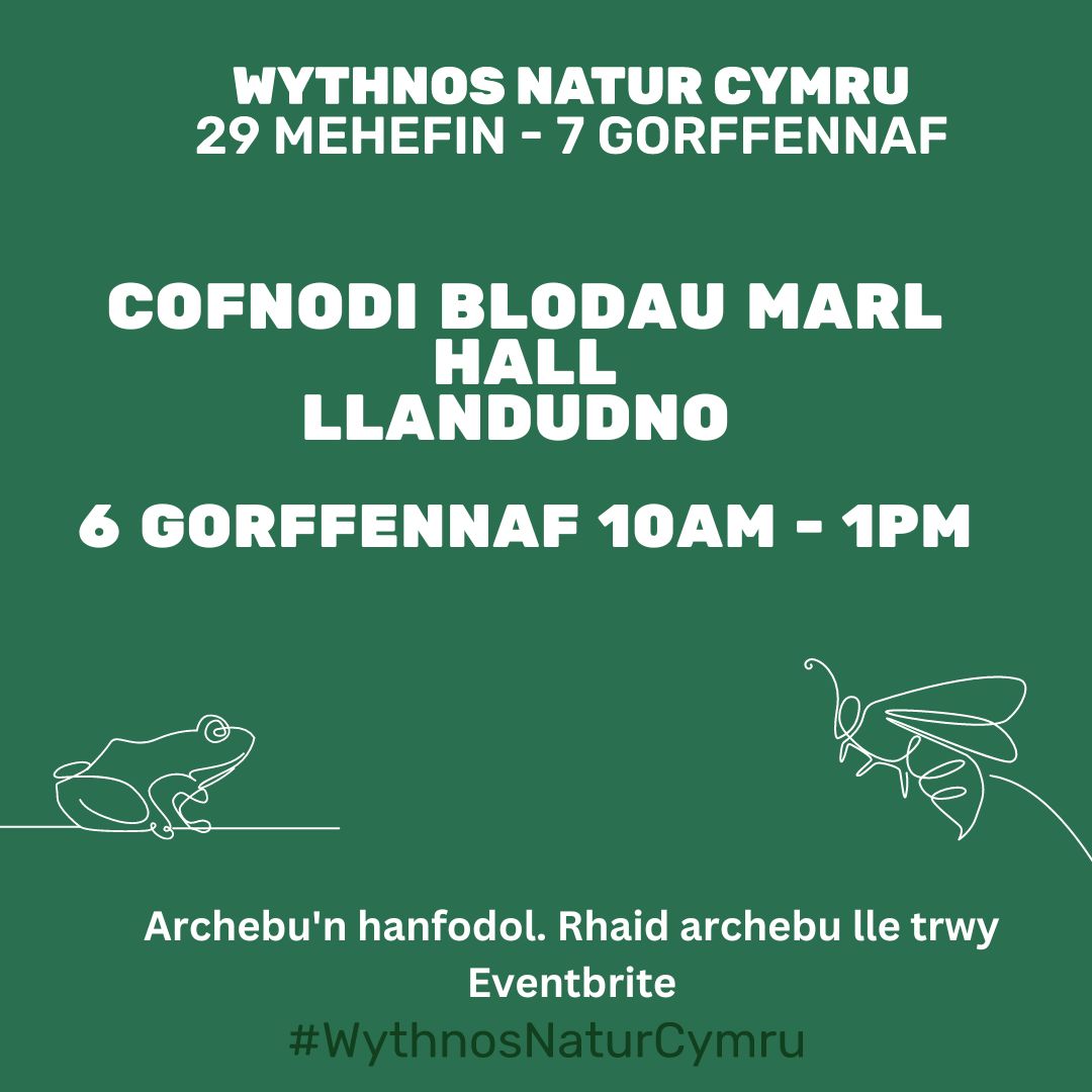 TAITH GERDDED BLODAU GWYLLT YN COEDWIG MARL HALL